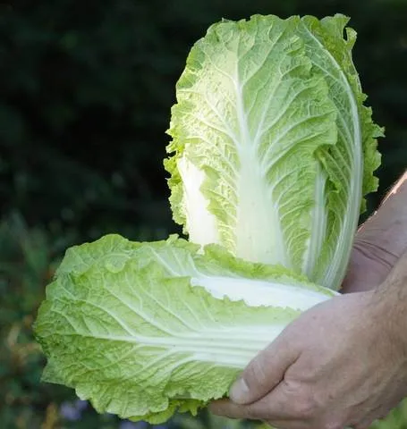 Cabbage - Chou China Express Hybrid